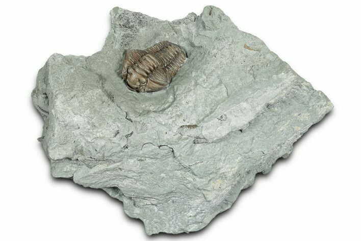 Long Flexicalymene Trilobite - Indiana #325803